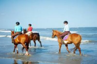 3-Hour Swim with Horses and Romantic Dinner from Hurghada hotels - Meet the Horses: Instructions That Make a Difference