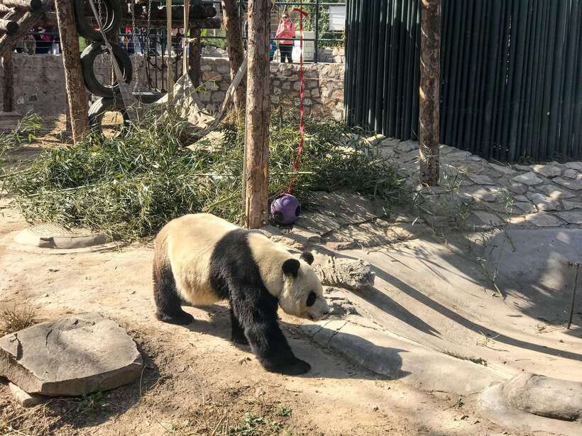 Beijing:Summer Palace Private/Group Tour or book Ticket Only - Why the Summer Palace feels different: a whole imperial world in one garden