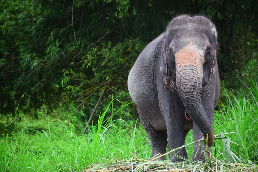 Chiang Mai: Private Elephant Care Experience for Couples - Feeding and the baby elephant factor