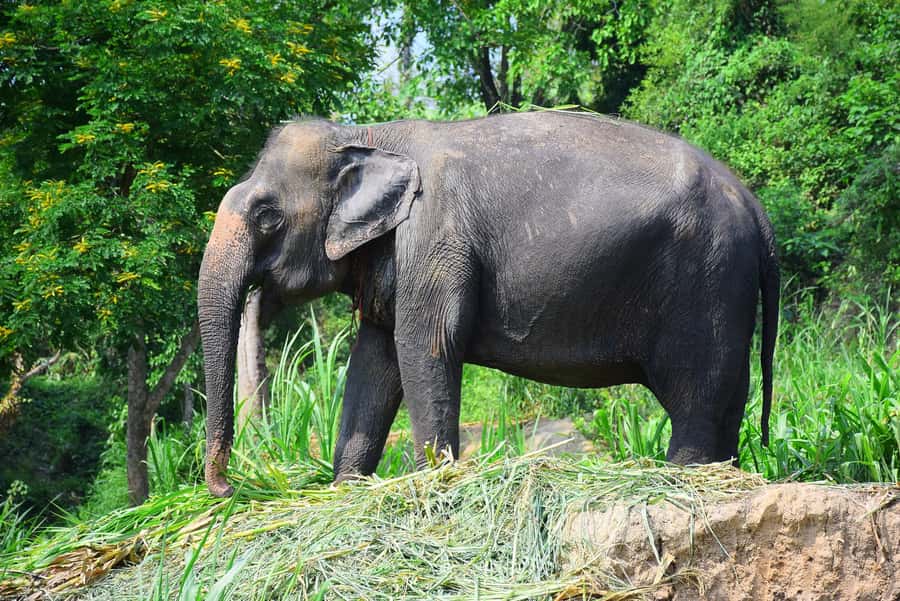 Chiang Mai: Private Elephant Care Experience for Couples - Thai lunch and a real cooking lesson (not just eating)