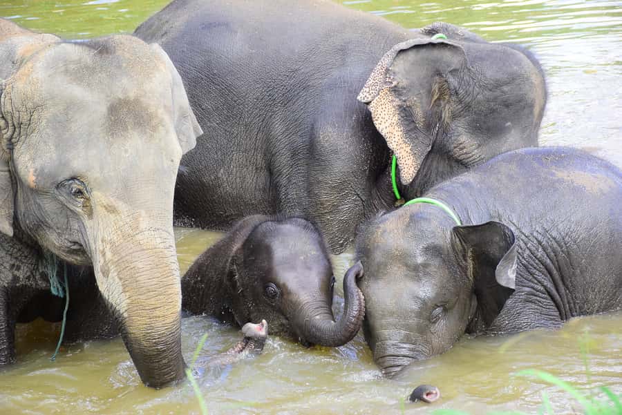 Chiang Mai: Private Elephant Care Experience for Couples - Mud bathing: scrubbing elephants with a purpose
