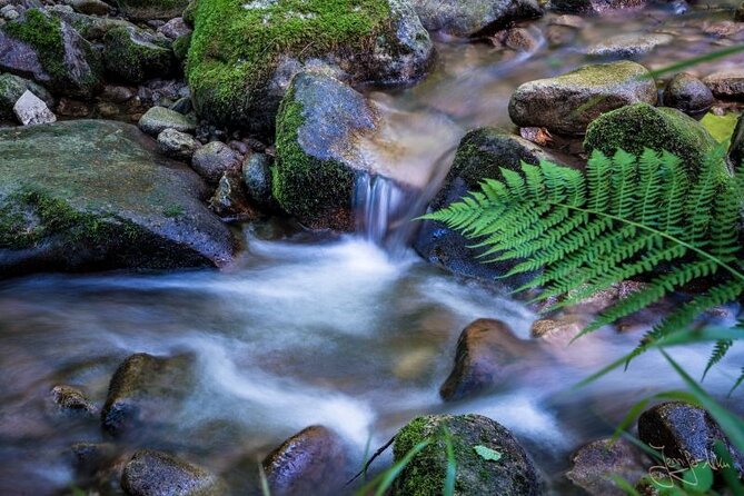 from Frankfurt - romantic Black Forest & brewery, private tour - Allerheiligen Wasserfälle: where the day slows down