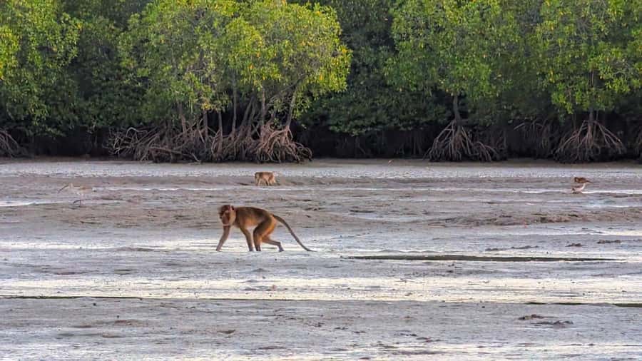 Koh Lanta: Romantic Sunrise Private Gondola Tour - Wildlife Viewing Without Overpromising
