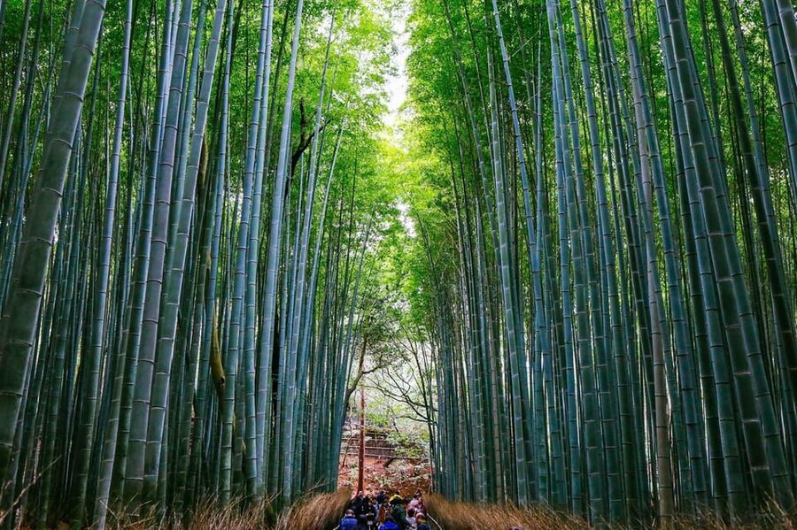 Kyoto: Arashiyama Tour with optional Sagano Romantic Train - Key things you’ll notice on this Arashiyama day