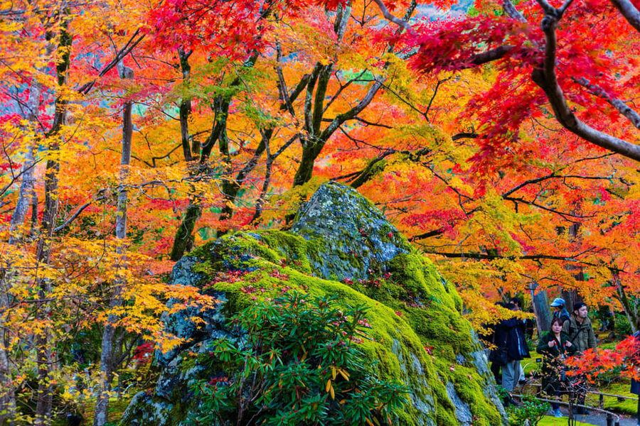 Kyoto: Arashiyama Tour with optional Sagano Romantic Train - Price and value: what $105 buys you in Kyoto