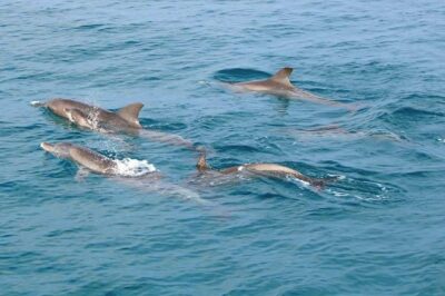 Phi Phi, Maiton, Khai Island Sunset Romantic Trip By Phuket Seahorse Marine - Key Points You’ll Actually Care About