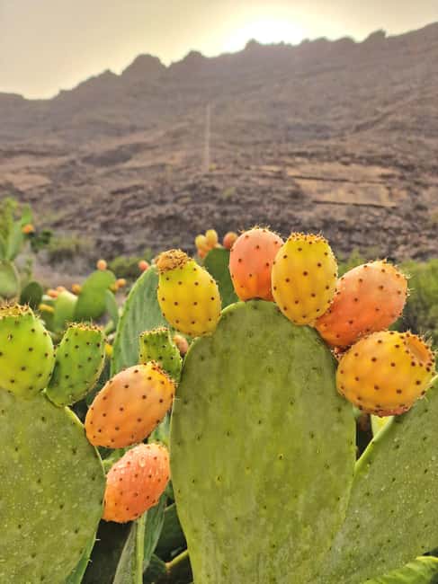 Premium romantic experience for couple in Mogan Gran Canaria - Quick Tips to Get the Best Day Out of It