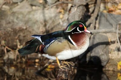 Private Nature Tour for Couples - The Fountain Formation Hike: Where Geology Becomes the Conversation