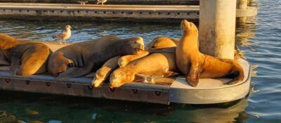 Romantic Boat Cruise with Wine & Cheese or Surprise Dinner - The real “wow” happens on the route to sunset