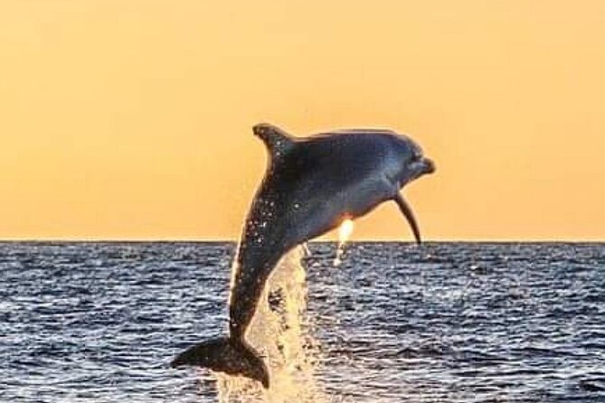 Romantic Boat Trip with Dolphin Watching - Late-Afternoon Dolphin Scanning Off Poreč: What You’re Really Buying