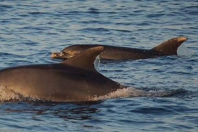 Romantic Boat Trip with Dolphin Watching - Price and Value for a 2-Hour Trip