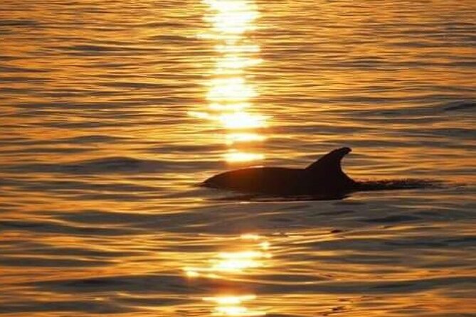 Romantic Boat Trip with Dolphin Watching - What Can Go Wrong: Dolphin Sightings and Warm Drinks