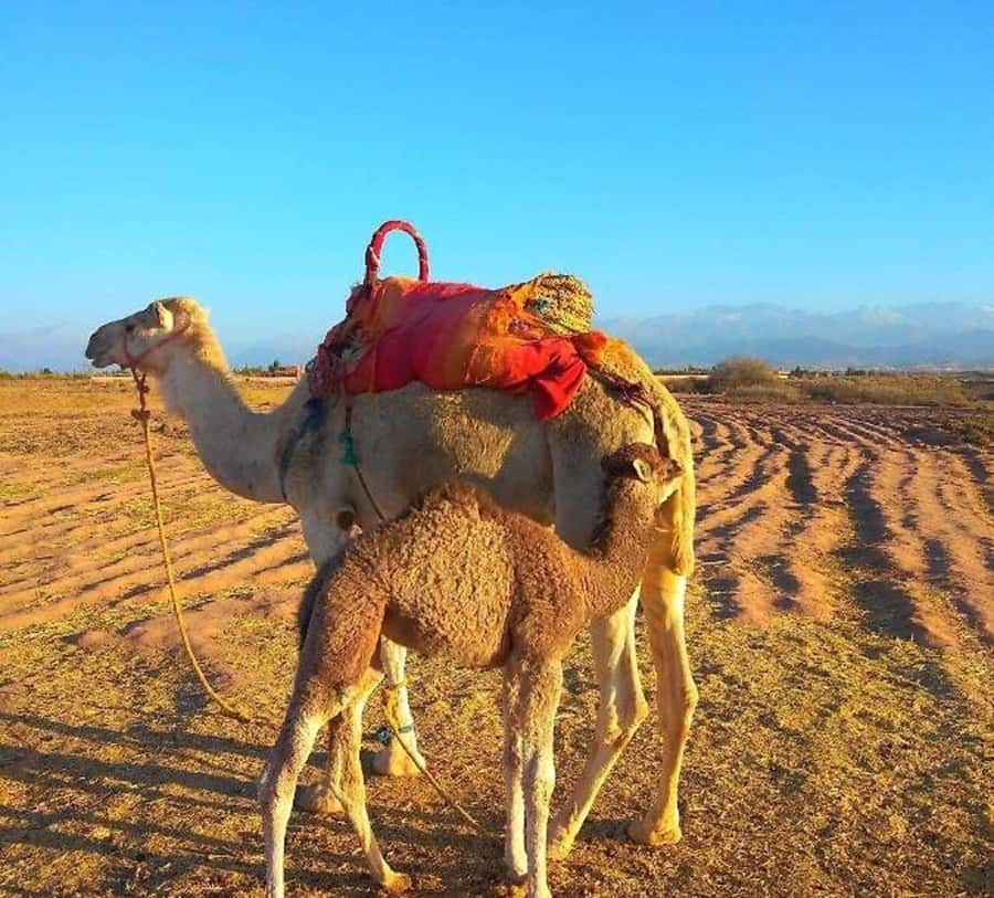 Romantic Dinner & Camel Ride In Agafay Desert - Views and Photo Stops: Where the Atlas Comes In