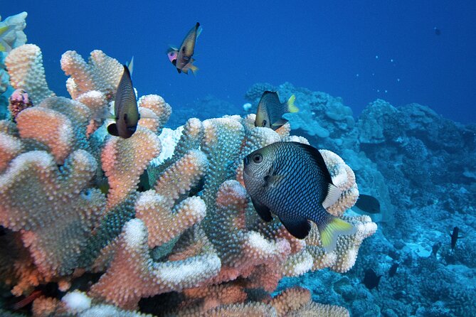 Romantic Dive for beginners in Bora Bora (2 people) with Video - At the scuba center: gear, briefing, and getting comfortable fast