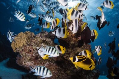 Romantic Dive for beginners in Bora Bora (2 people) with Video - Getting picked up near Matira: how the afternoon timing works