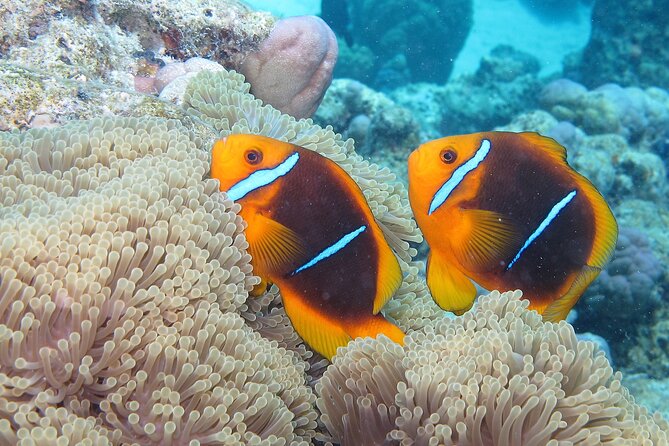 Romantic Dive for beginners in Bora Bora (2 people) with Video - Your underwater time: what beginner-friendly usually means in Bora Bora