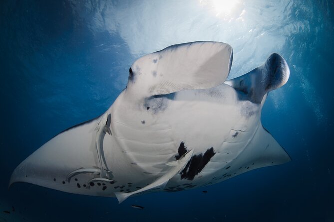 Romantic dive in the lagoon of Bora Bora. Private instructor on a shared boat - Your private instructor: first-timer friendly, step-by-step support