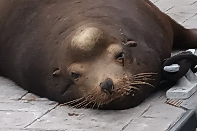 Romantic Luxury Boat Cruise with Wine Cheese Sea LionTours - It’s Not One Tour: You’ll Pick the Mood (Wine, Karaoke, Dinner, Relaxation, or Photography)