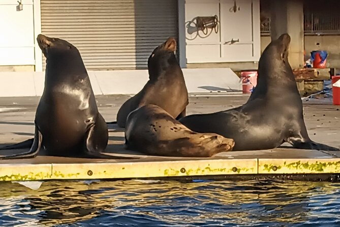 Romantic Luxury Boat Cruise with Wine Cheese Sea LionTours - How to Get the Best Sunset Moment (Without Overthinking It)