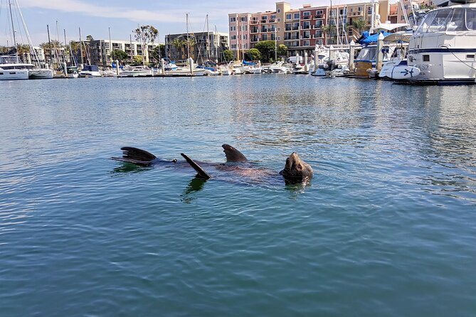 Romantic Luxury Boat Cruise with Wine Cheese Sea LionTours - The Boat Ride Experience: Small Group Pace, Calm Hosting, Easy Conversation