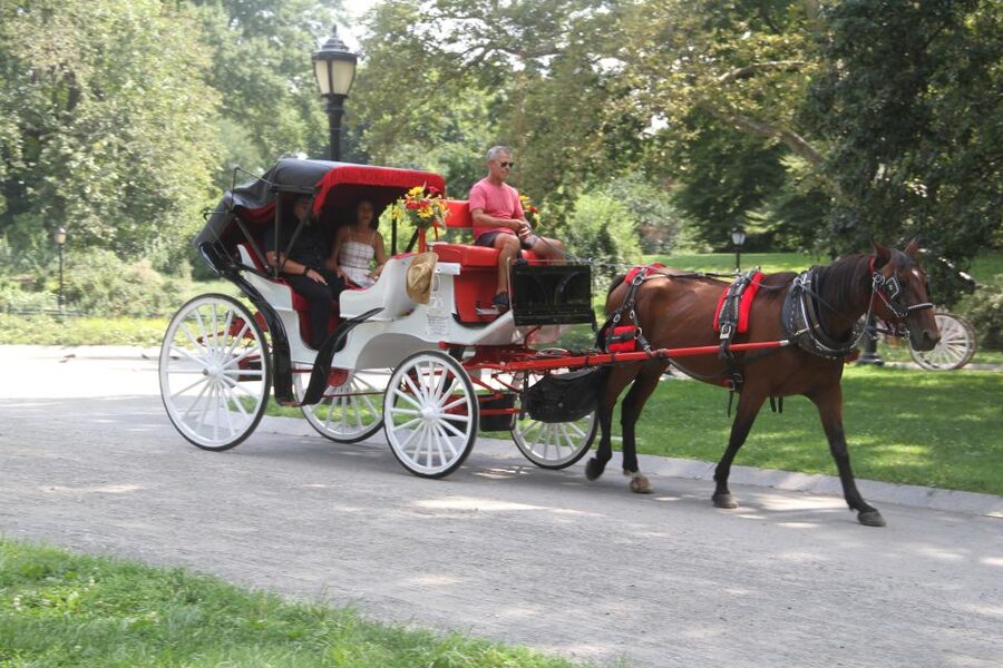 Romantic/Proposal Central Park Carriage Tour Up to 4 Adults - 50 minutes of roofed carriage time: comfort, pacing, and weather reality