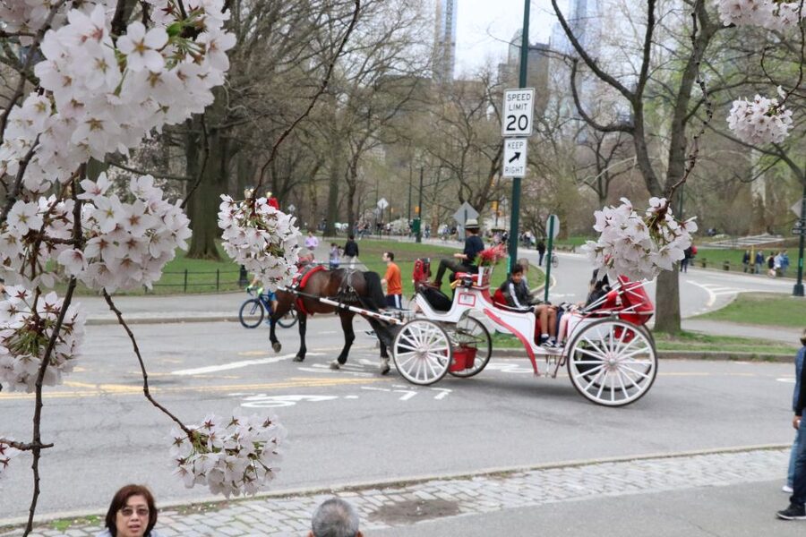 Romantic/Proposal Central Park Carriage Tour Up to 4 Adults - Choosing your backdrop: Bow Bridge and Bethesda Fountain stops