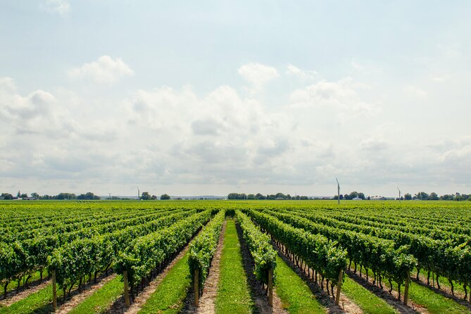 Romantic Wine Escape by Perlage Rheingau - Who This Tour Suits Best (And Who Might Want Something Different)