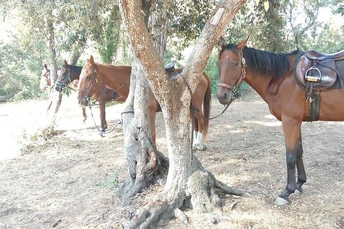 Rome : Horseback Riding with meals and wine included - Private Tour Energy: The Guide Makes the Difference