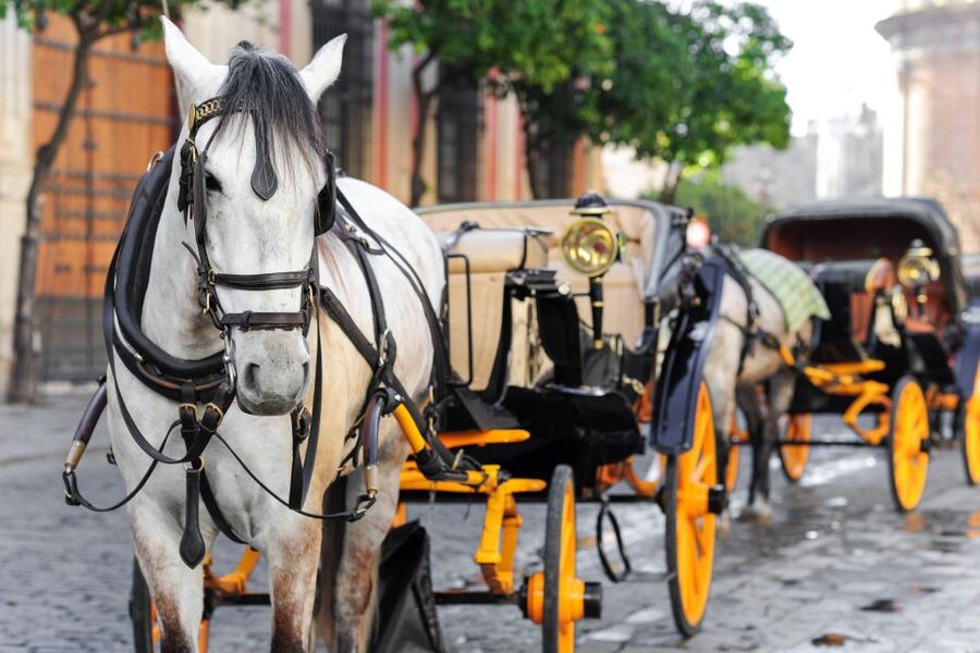 Seville: Authentic and Romantic Horse-Drawn Carriage Ride - How the Driver Commentary Works (and What Language to Expect)