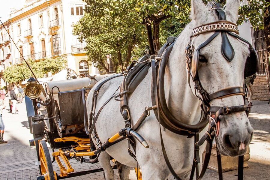 Seville: Authentic and Romantic Horse-Drawn Carriage Ride - Price and Value: Is $118 for Up to 4 Worth It?