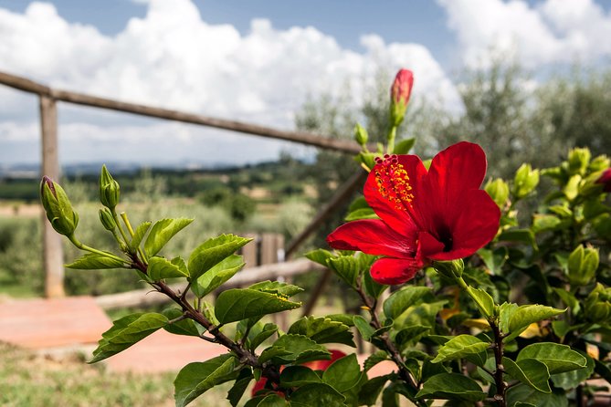 Think of a romantic meal in the Olive Trees shade, accompanied by Tuscan wines! - Tuscan Walk + Estate Time: Why the Tour Portion Matters