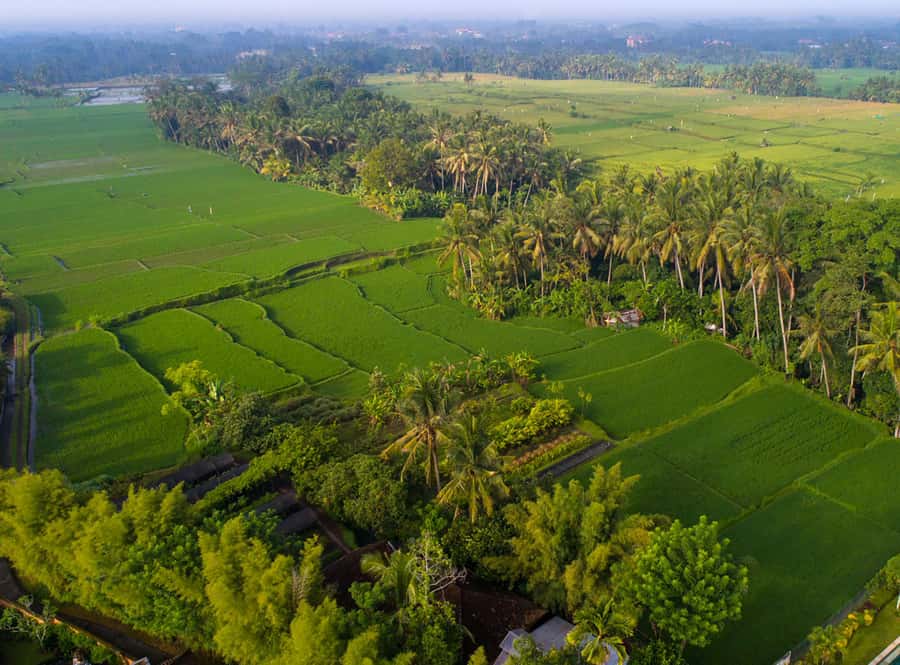Ubud: Romantic Dinner among the Rice Fields - Where to Meet and How to Get There Without Stress