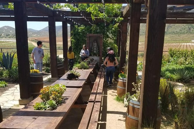 Valle de Guadalupe Couples Wine Tour - What the Best Reviews Point To (and Why You’ll Feel It)